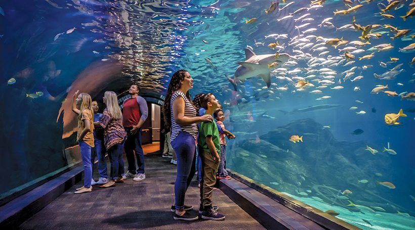 Read more about the article Visit Camden’s Adventure Aquarium