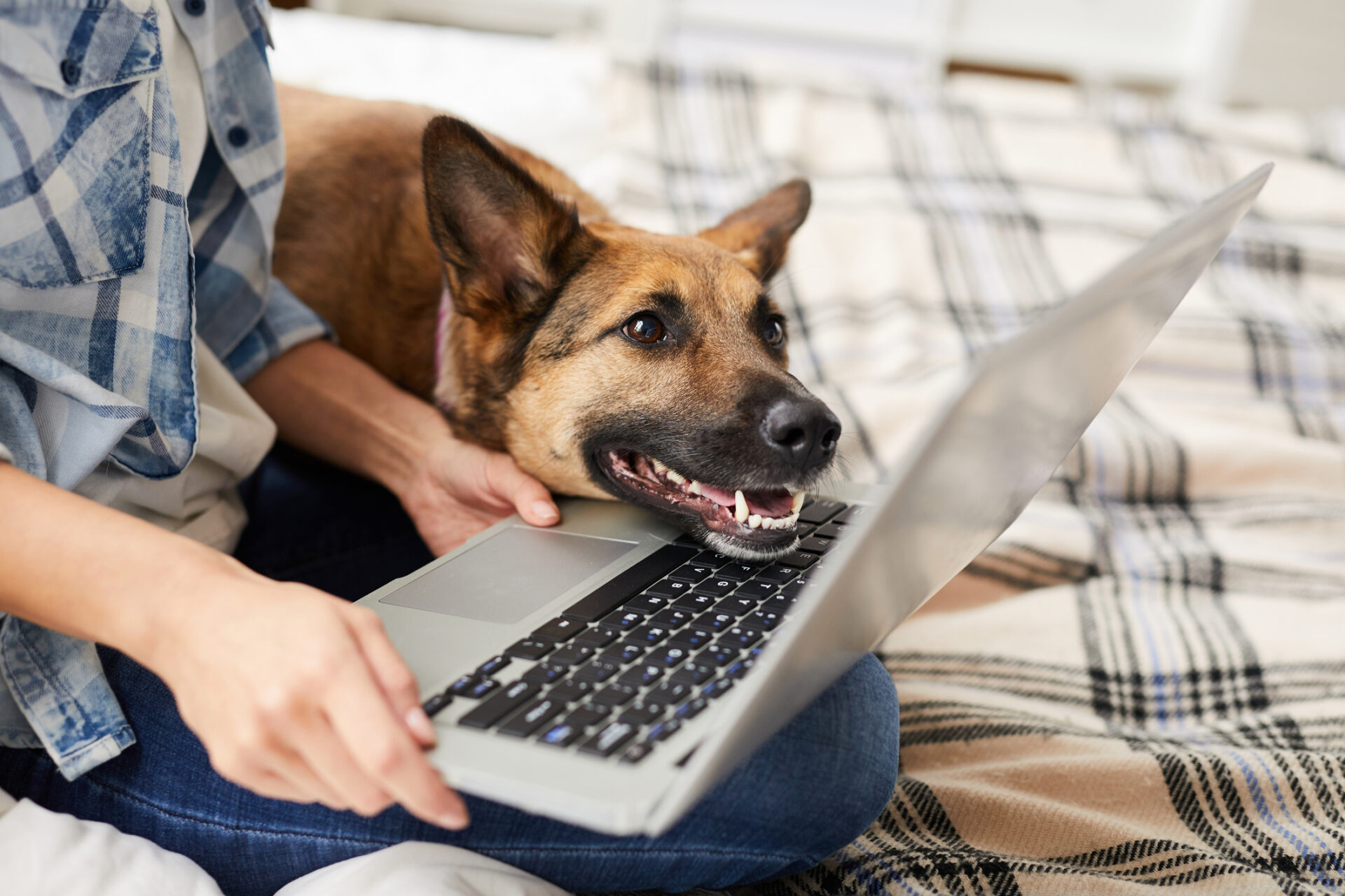 Read more about the article Protect your pets with pet insurance